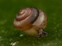 Afropunctum seminium